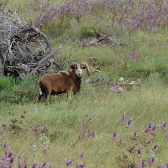 Elk pics 010